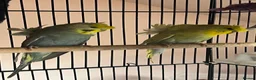 Budgerigars birds for sale: Young pair  hogo budgies 7 month  - Advert 4