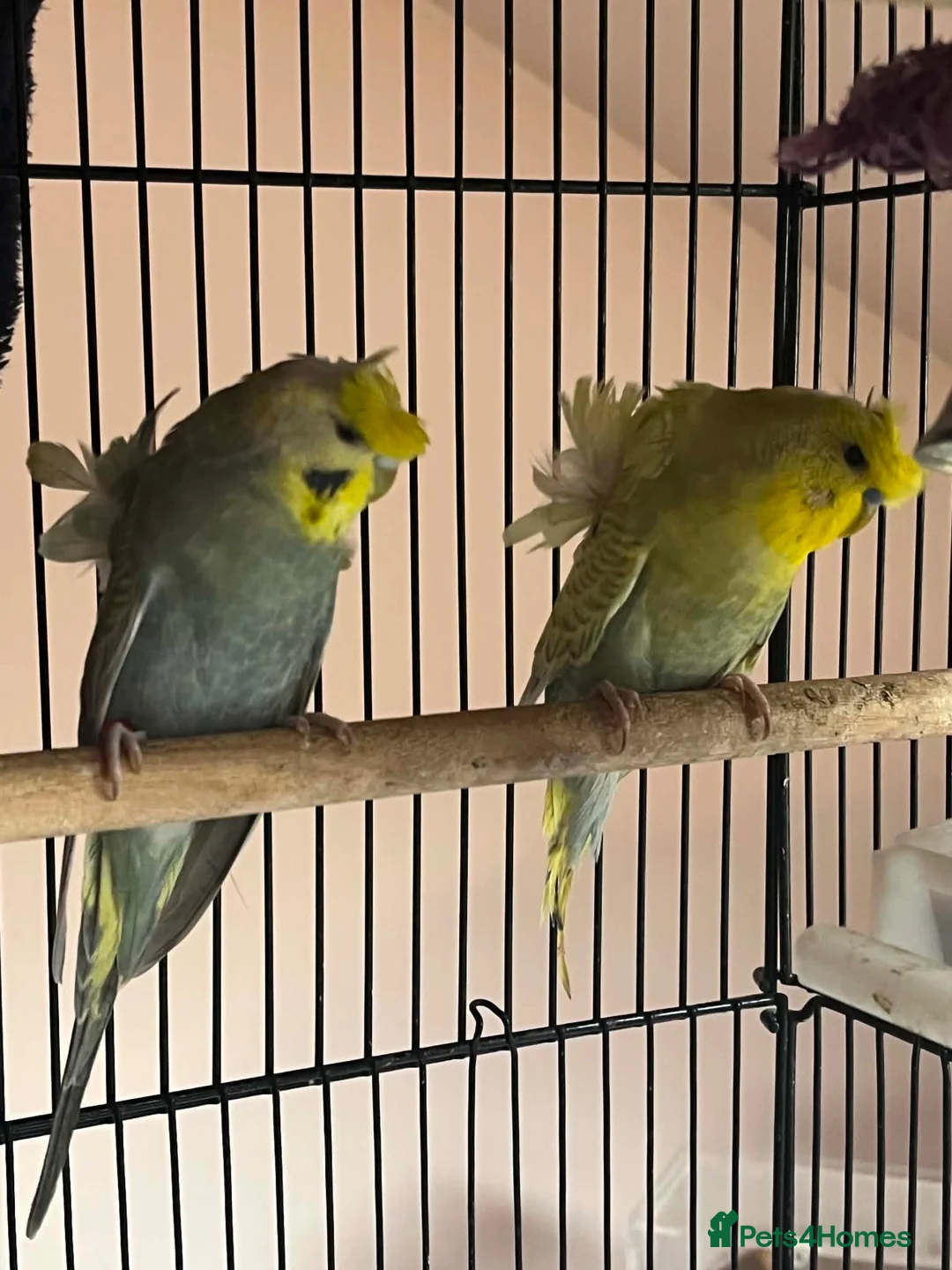 Budgerigars birds for sale: Young pair  hogo budgies 7 month  - Advert 4