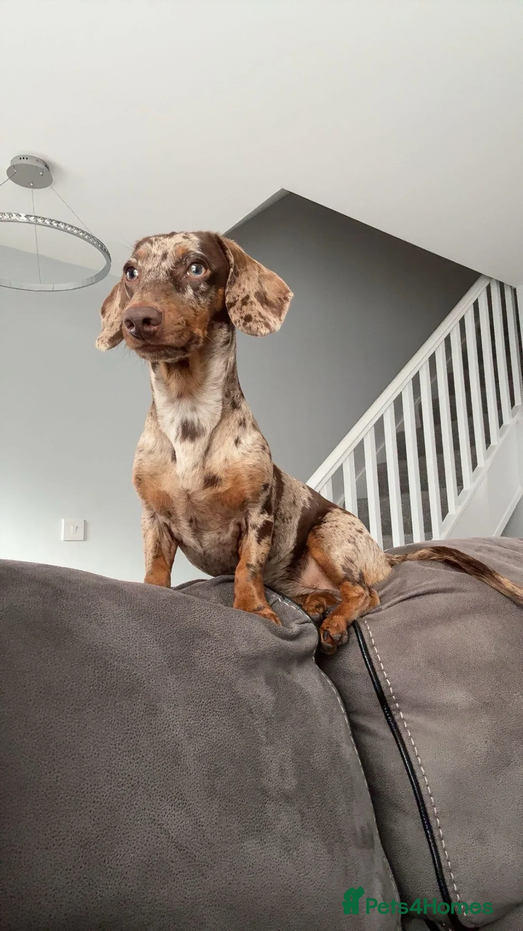 Miniature Dachshund dogs for sale: Beautiful Miniature Dapple Dachshund- Nala  in Alford - Advert 4