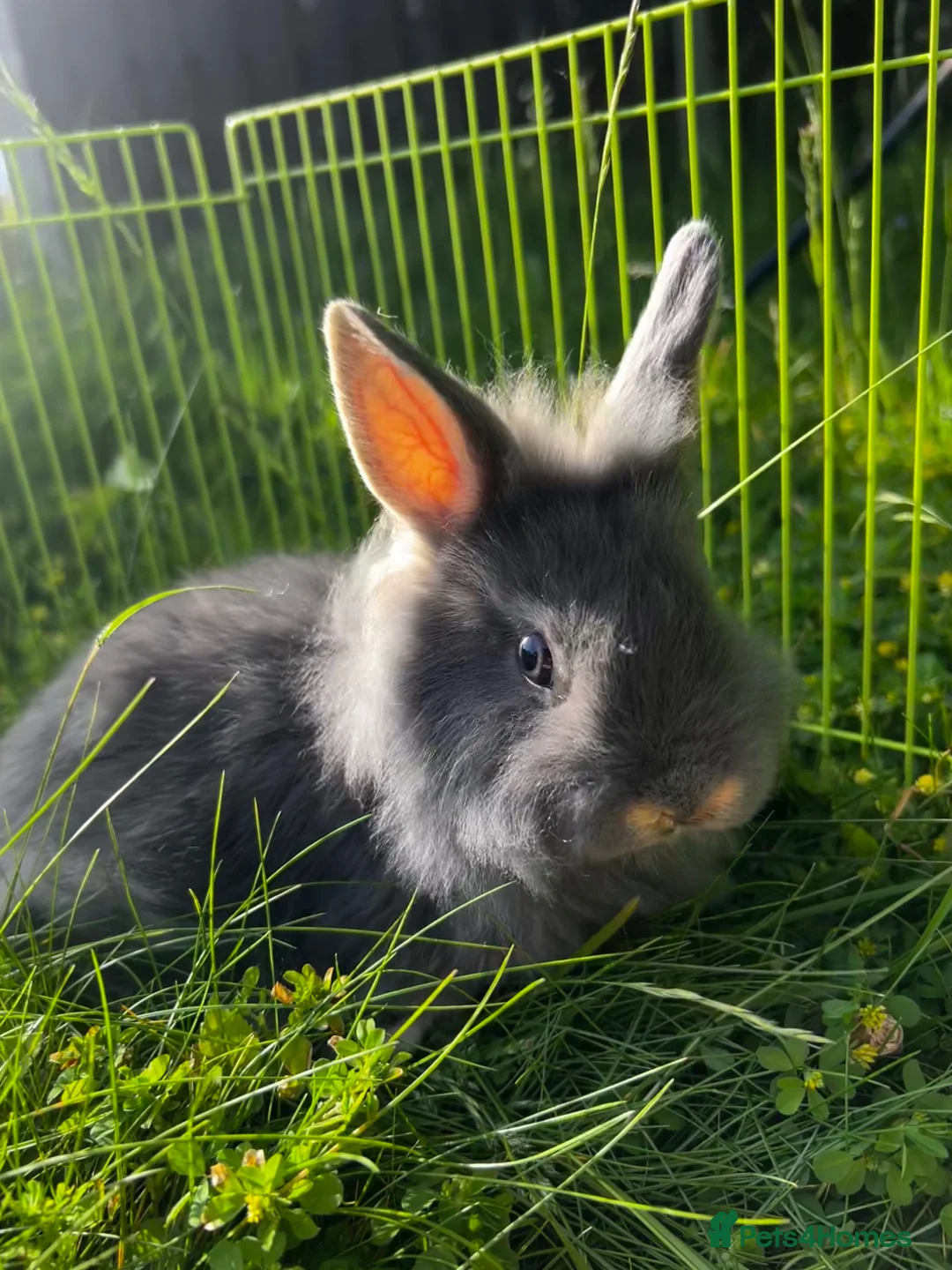 Lionhead rabbits for sale: Lionhead dwarf baby rabbit - ready to go now :)   - Advert 2