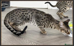Savannah cats for sale: Dramatically reduced and ready F5 SBT Savannahs in Bingley - Image 24