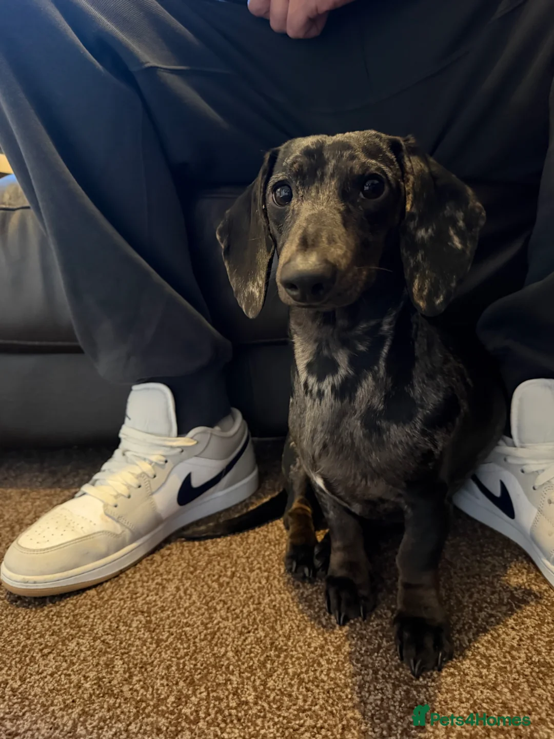 Miniature Dachshund dogs for sale: COCO AND PATCH MINIATURE DACHSHUNDS  - Advert 11