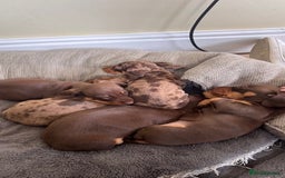 Miniature Dachshund dogs for stud: 🐾 KC Miniature Dachshund – Otto Von Krumm 🐾 - Image 4