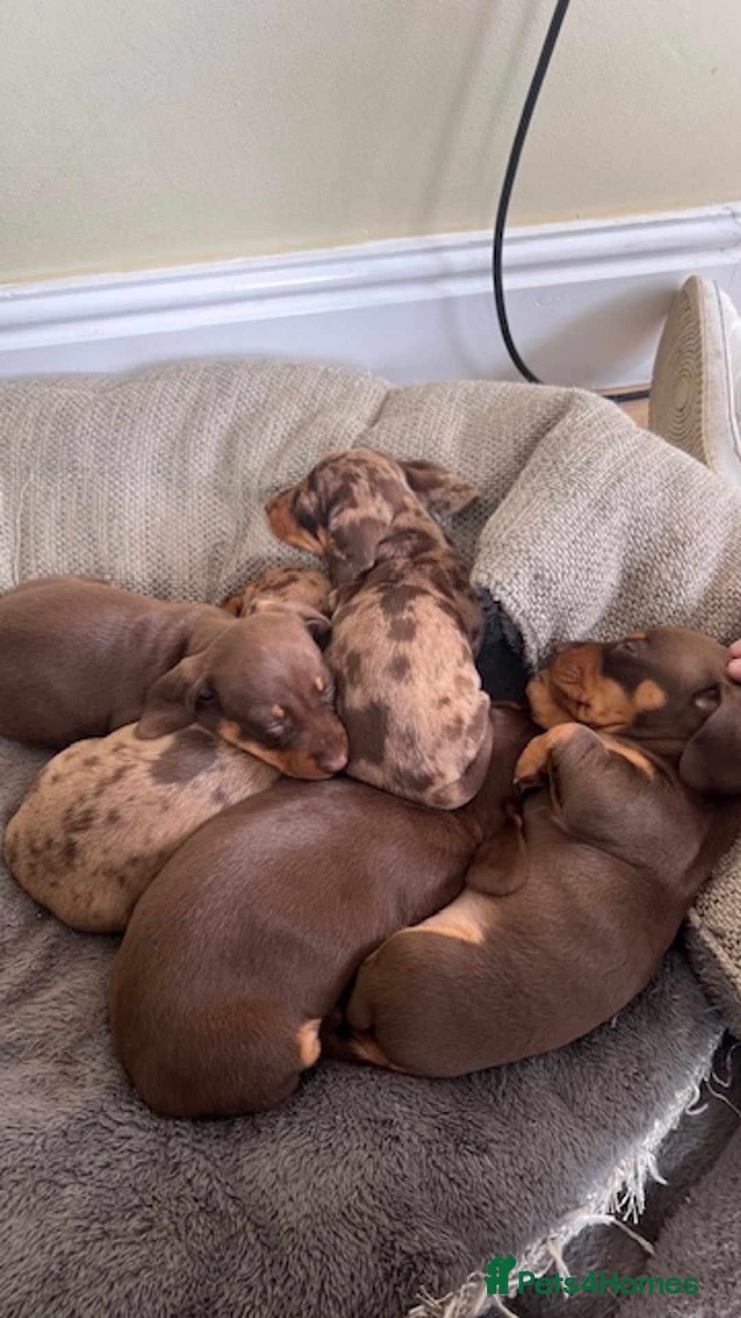 Miniature Dachshund dogs for stud: 🐾 KC Miniature Dachshund – Otto Von Krumm 🐾 - Image 4