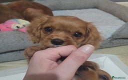 Cavalier King Charles Spaniel dogs for sale: READY NOW 1 male left Cavalier king charles pups - Image 1