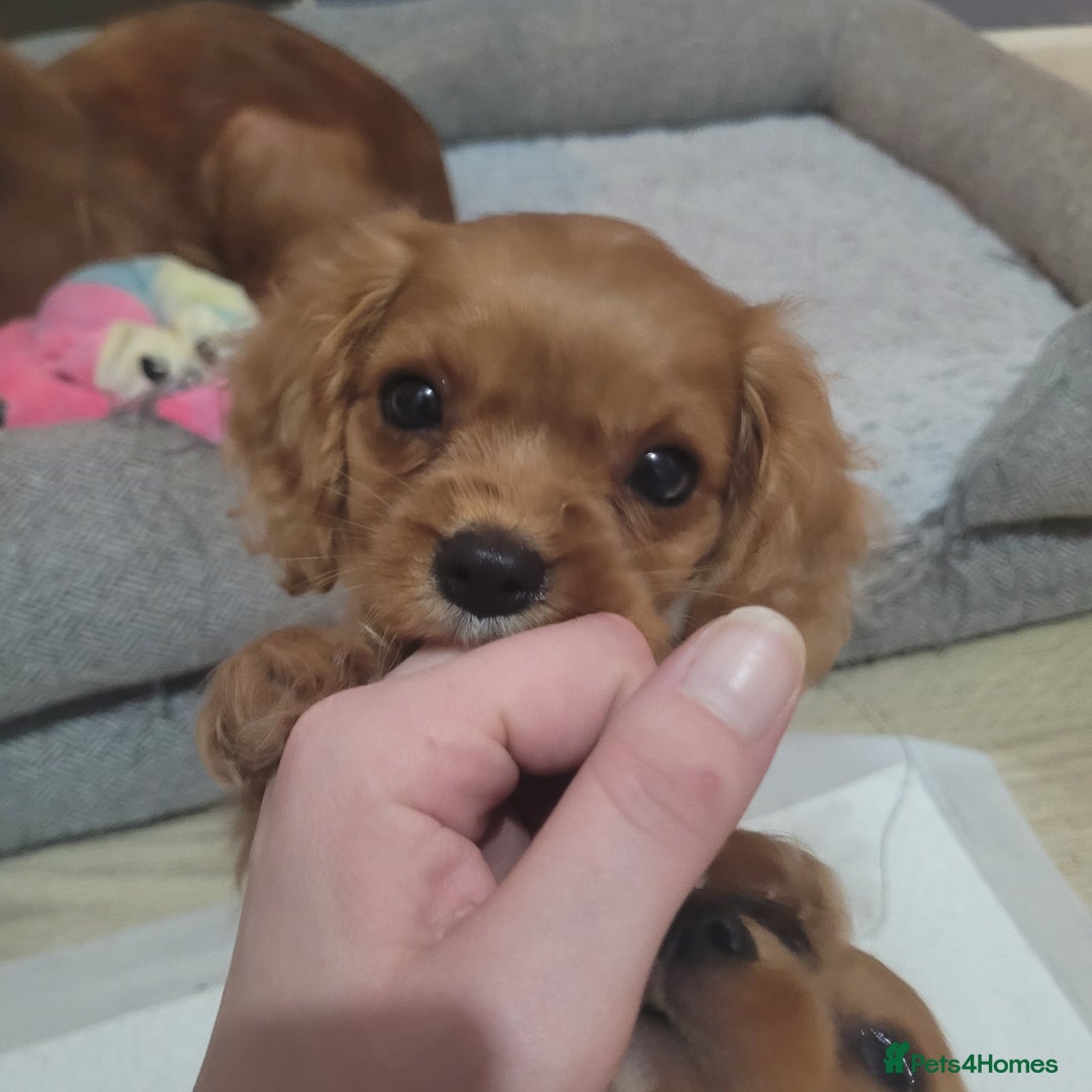 Cavalier King Charles Spaniel dogs for sale: READY NOW 1 male left Cavalier king charles pups - Image 1