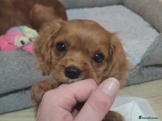 Cavalier King Charles Spaniel dogs - Advert 4
