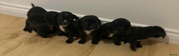 Mixed Breed dogs for sale: Puppies for sale  - Advert 2