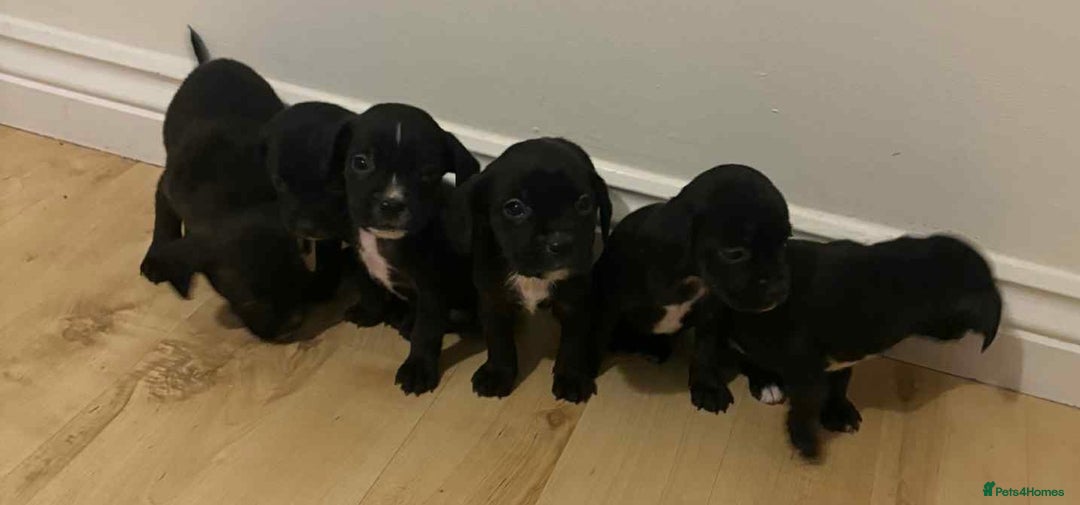 Mixed Breed dogs for sale: Puppies for sale  - Advert 2