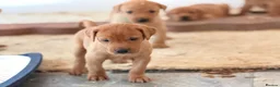 Labrador Retriever dogs for sale: Labrador Retriever puppies - Advert 12