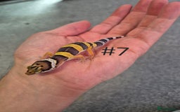 Leopard Gecko reptiles for sale: Juvenile Leopard Geckos  - Image 7