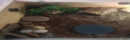 Tortoise reptiles for sale: Horsefield tortoise  in Barnsley - Advert 7