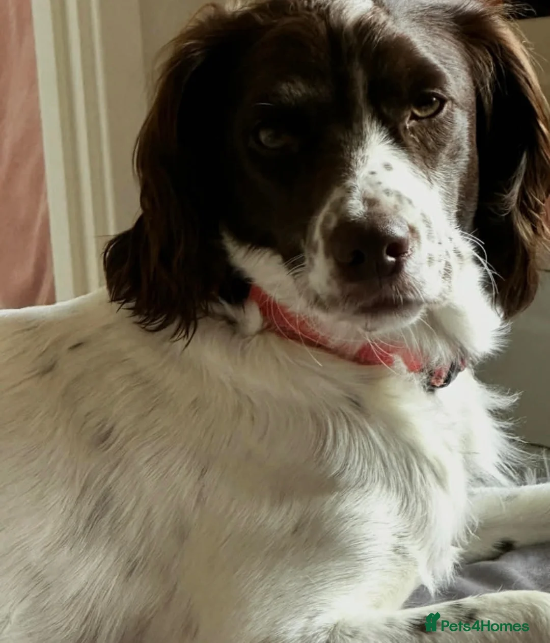 Sprocker dogs for sale: 6 month old sprocker puppy - Advert 9