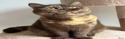 British Shorthair cats for sale: British Shorthair chocolate tortie girl  - Advert 3