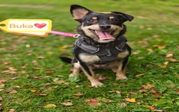 Mixed Breed dogs for adoption: 💖🐶 BUKA 🐶💖 - Image 2
