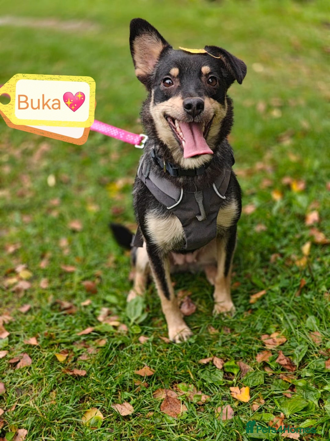 Mixed Breed dogs for adoption: 💖🐶 BUKA 🐶💖 - Image 2