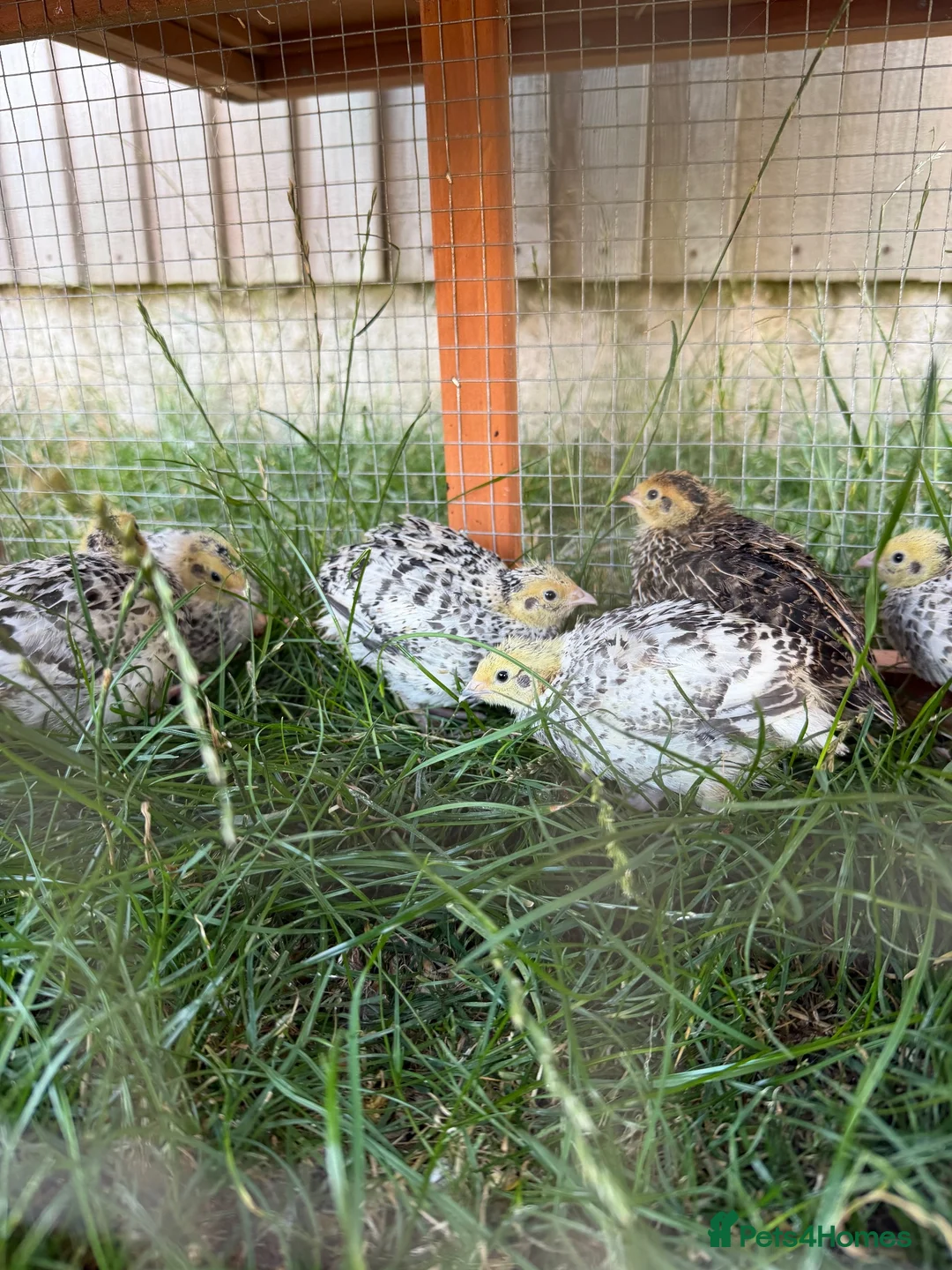 Quail poultry for sale: Coturnix quail straight run all have fee gene - Advert 2