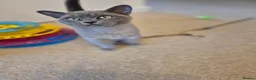 Burmese cats for sale: Gorgeous Pedigree Blue Female Burmese Kitten - Advert 5