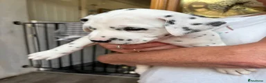 Dalmatian Puppy 3 (Red Collar) 