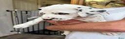 Dalmatian dogs for sale: Dalmatian puppies (5 males and 2 bitches) - Advert 21