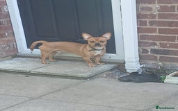 Mixed Breed dogs for sale: 1 year old French bull dog / dachshund cross  - Image 3