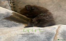 Mixed Breed cats for sale: 5 very fluffy stunning black kittens  - Image 10