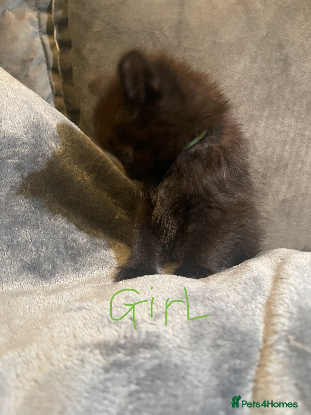 Mixed Breed cats for sale: 5 very fluffy stunning black kittens  - Image 10