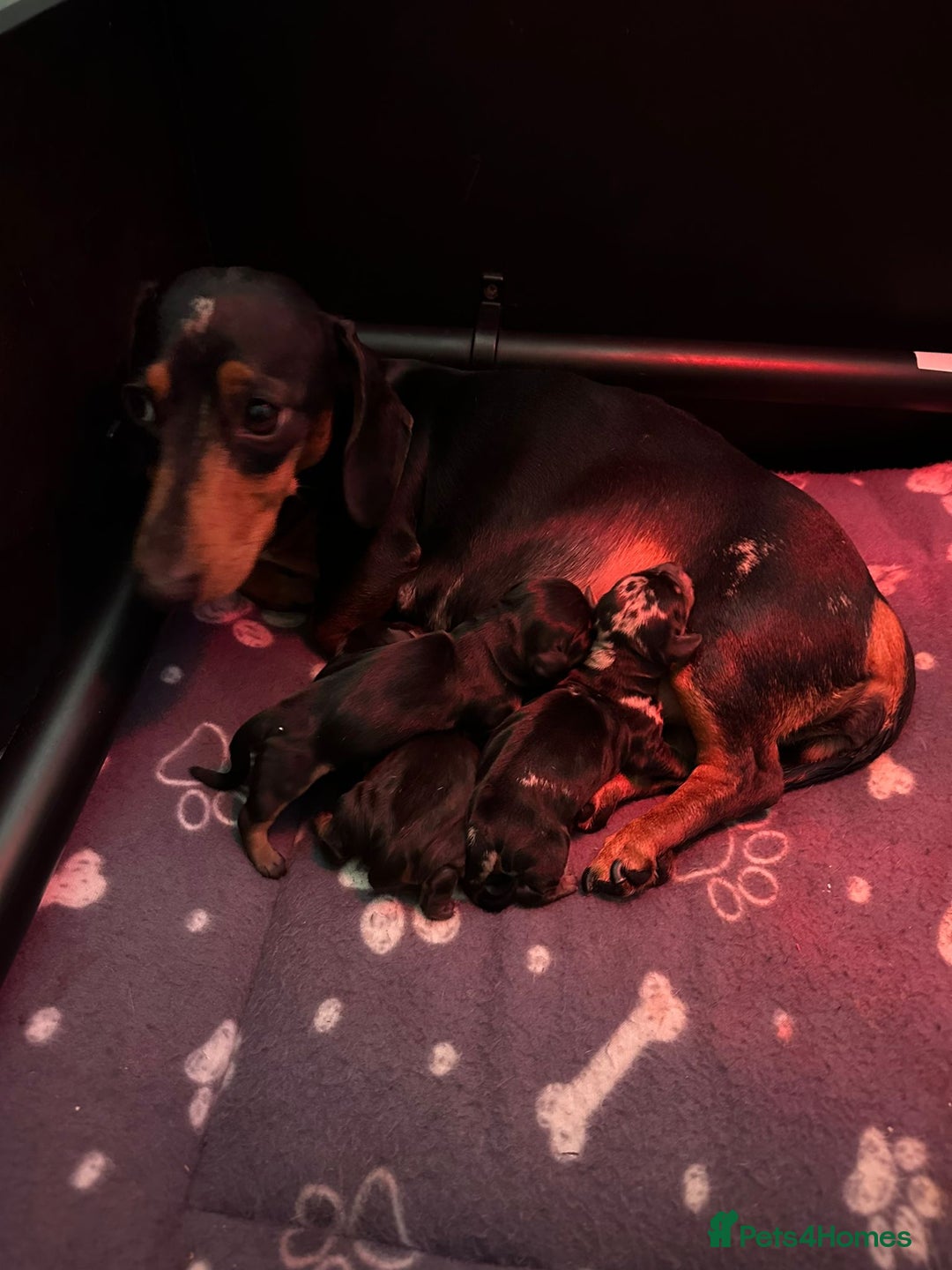 Dachshund dogs for stud: For stud! KC registered miniature dachshund  in Bristol - Image 11