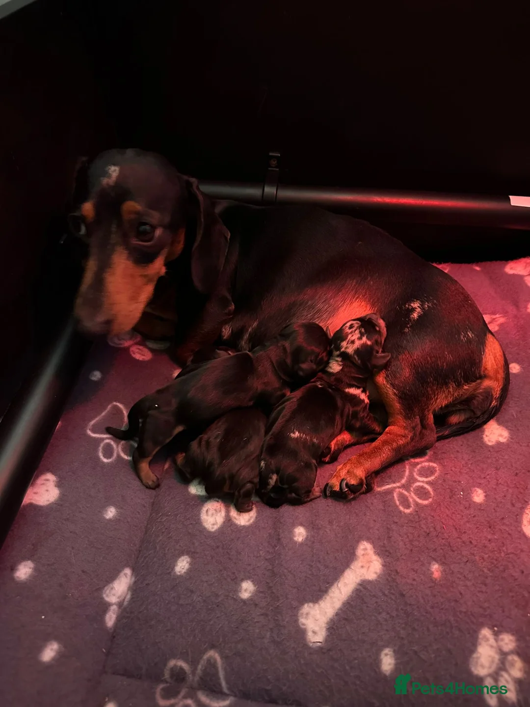 Dachshund dogs for stud: For stud! KC registered miniature dachshund  in Bristol - Advert 11