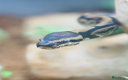 Python Snake reptiles for sale: Very sweet Leopard DH Candy Pied Ball Python  - Image 6