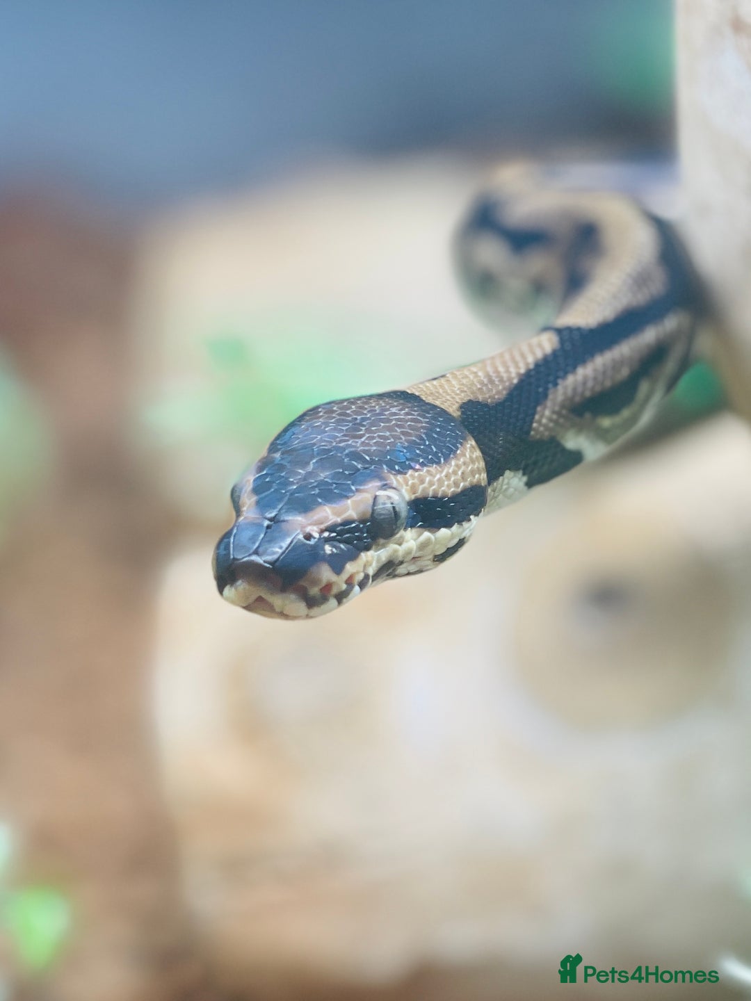Python Snake reptiles for sale: Very sweet Leopard DH Candy Pied Ball Python  - Image 6