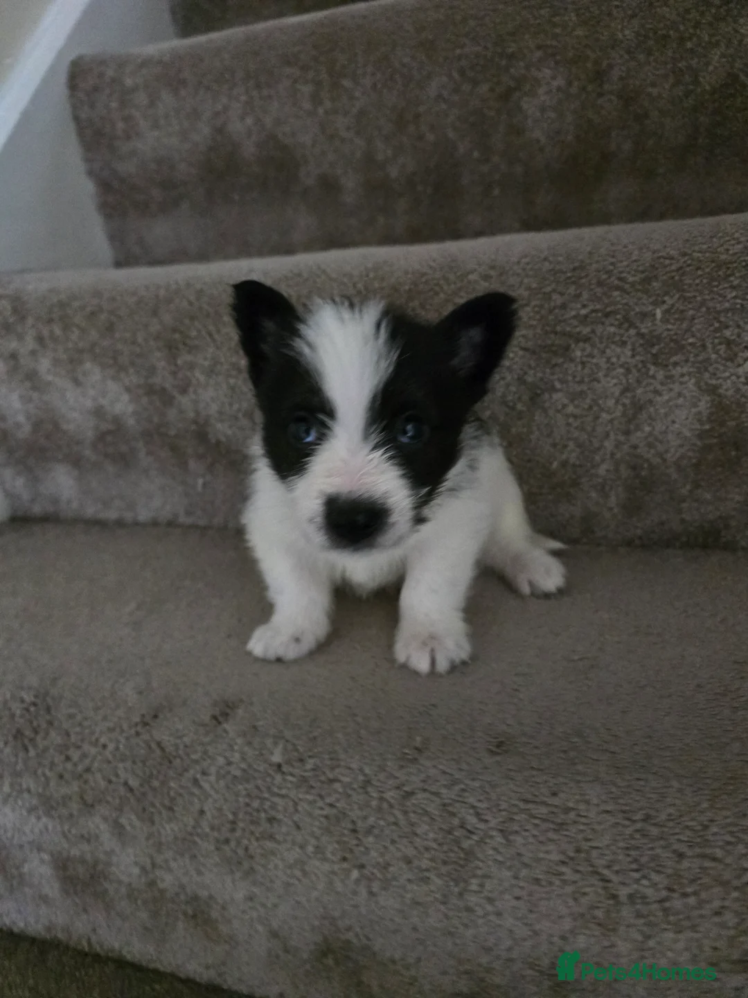 Mixed Breed dogs for sale: Malchi puppies for sale  - Advert 2