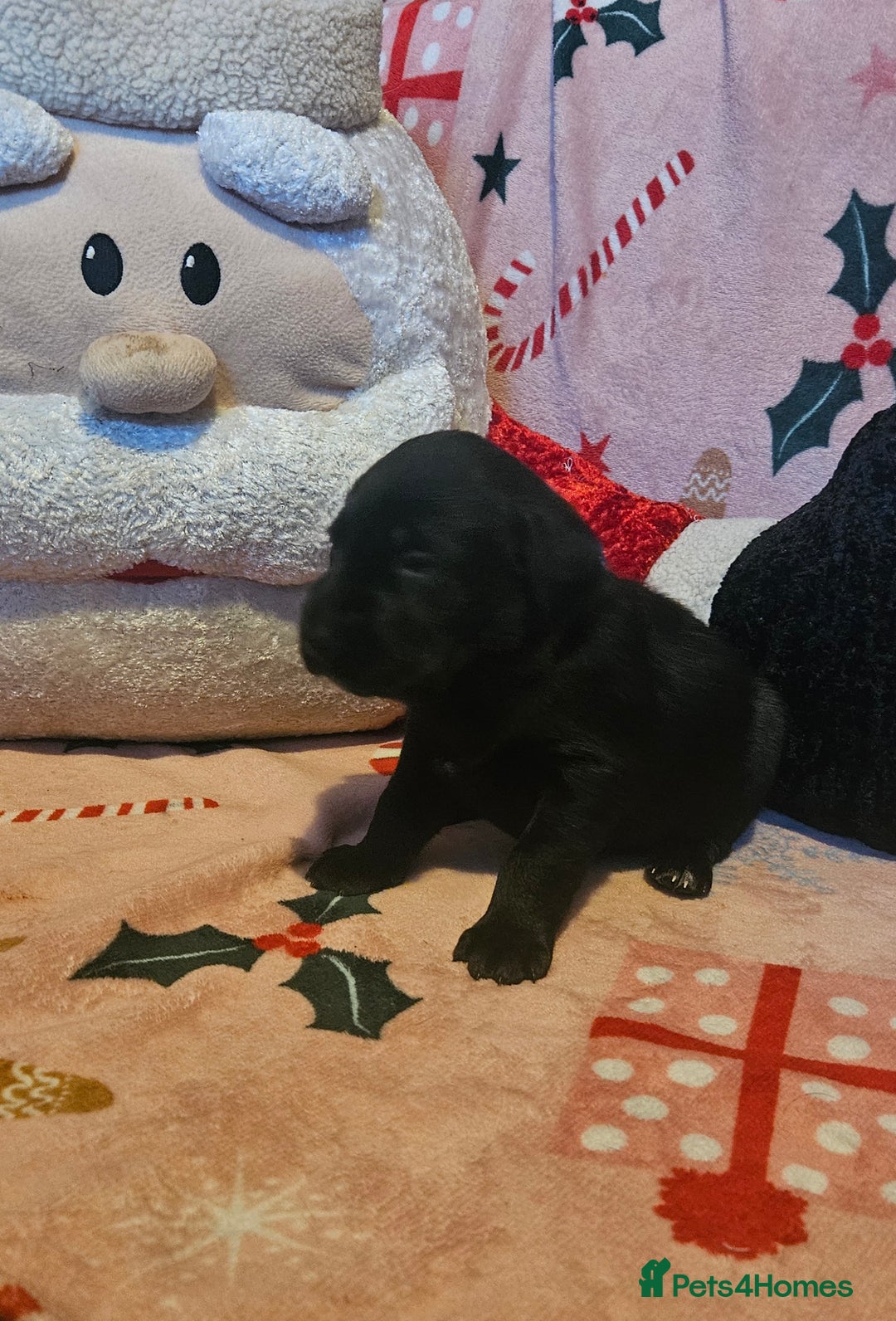Labrador Retriever dogs for sale: Black labrador puppies - Advert 5
