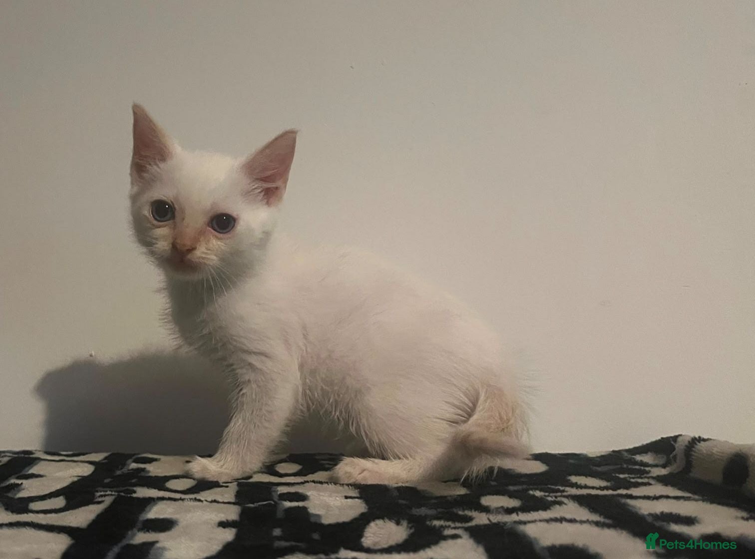 Mixed Breed cats Ragdoll Cross kittens ready now - Advert 23