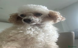Toy Poodle dogs for sale: Toy Poodle - Image 1