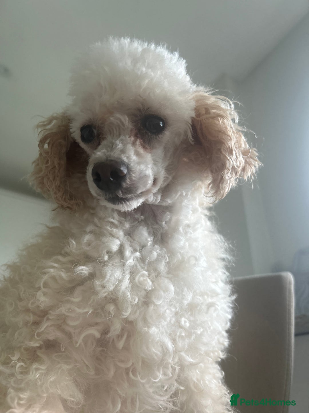 Toy Poodle dogs for sale: Toy Poodle - Image 1