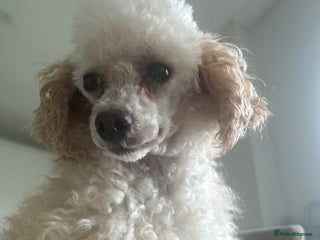 Toy Poodle dogs - Advert 6