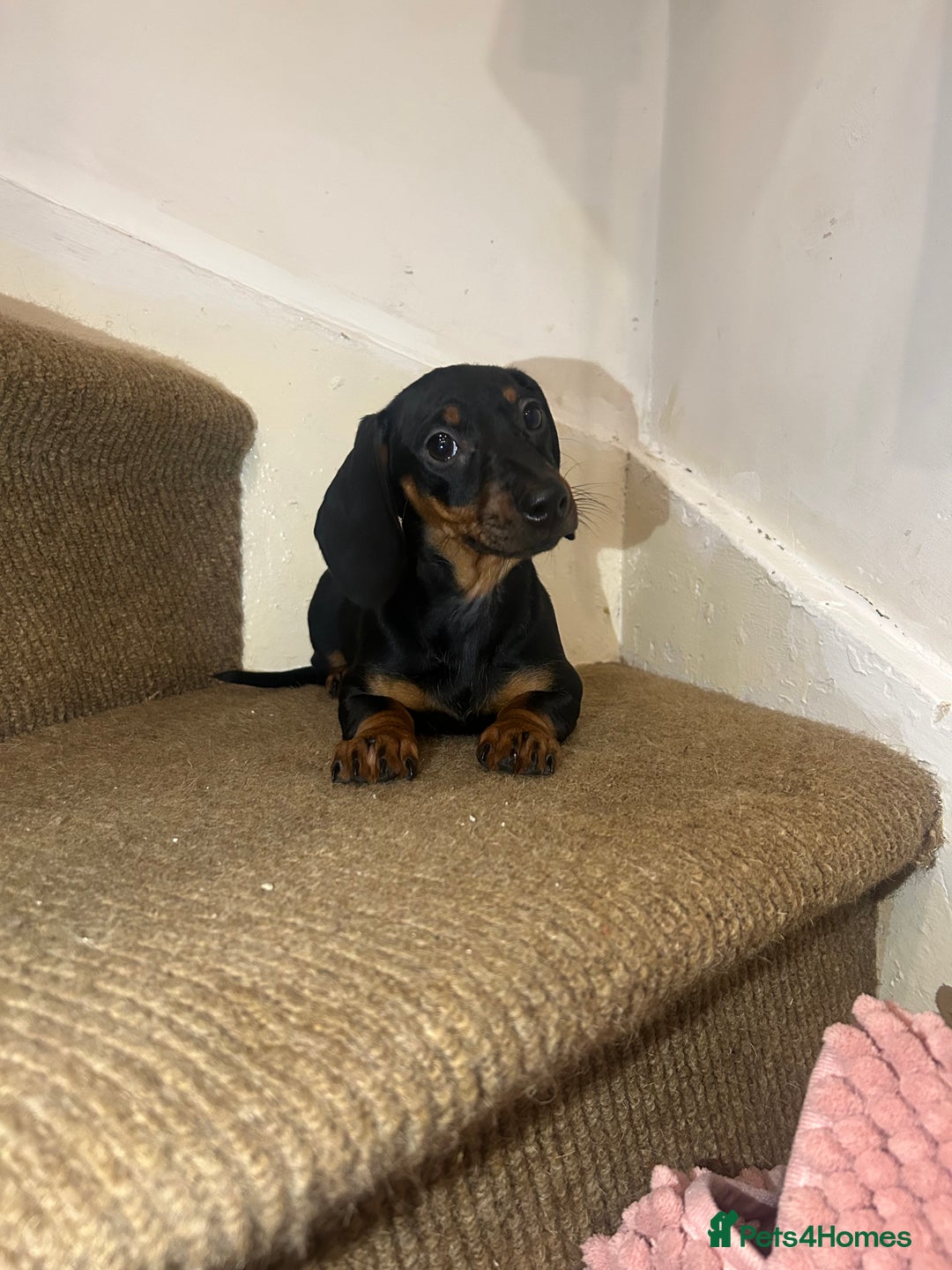 Miniature Dachshund dogs for sale: Last female Miniature dachshund  - Advert 1