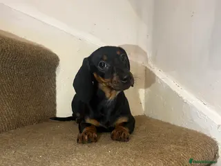 Miniature Dachshund dogs Last female Miniature dachshund - Advert 7