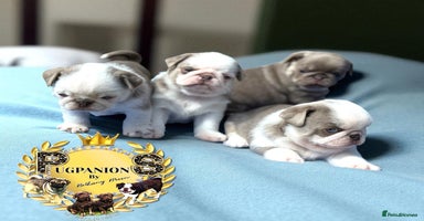 Pug dogs - Advert 3