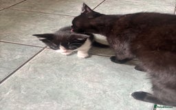 Mixed Breed cats for sale: Beautiful black and white girl - Image 3