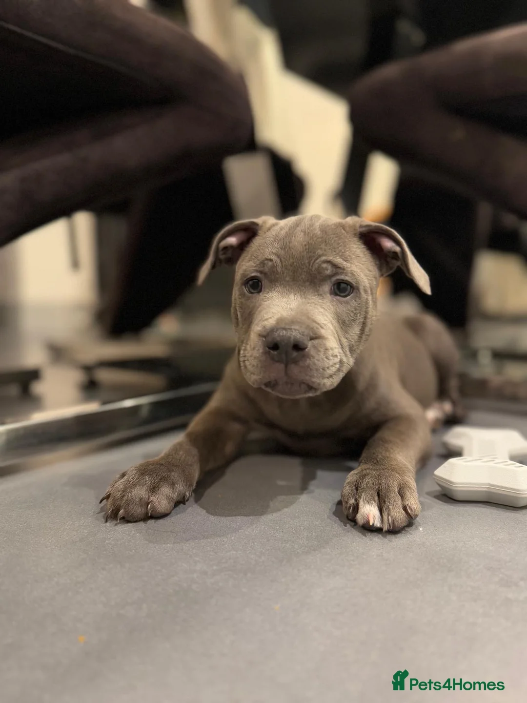 Staffordshire Bull Terrier dogs for stud: 🐾 STAFFORDSHIRE BULL TERRIER AVAILABLE FOR STUD  in Paignton - Advert 9