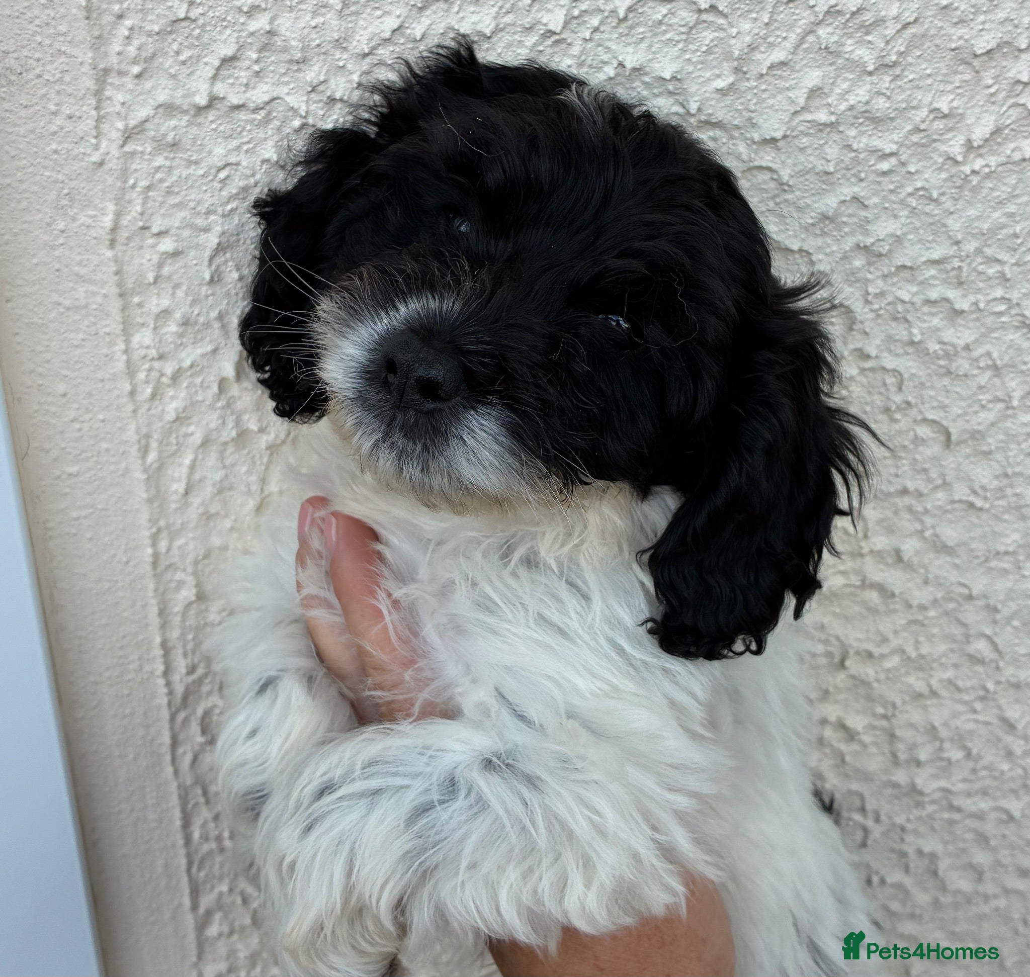 Cockapoo dogs Ready now beautiful cockapoo puppies  - Advert 15