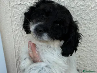Cockapoo dogs Ready now beautiful cockapoo puppies - Advert 15