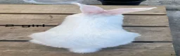 Continental Giant rabbits for sale: Beautiful pure bred continental giants - Advert 15