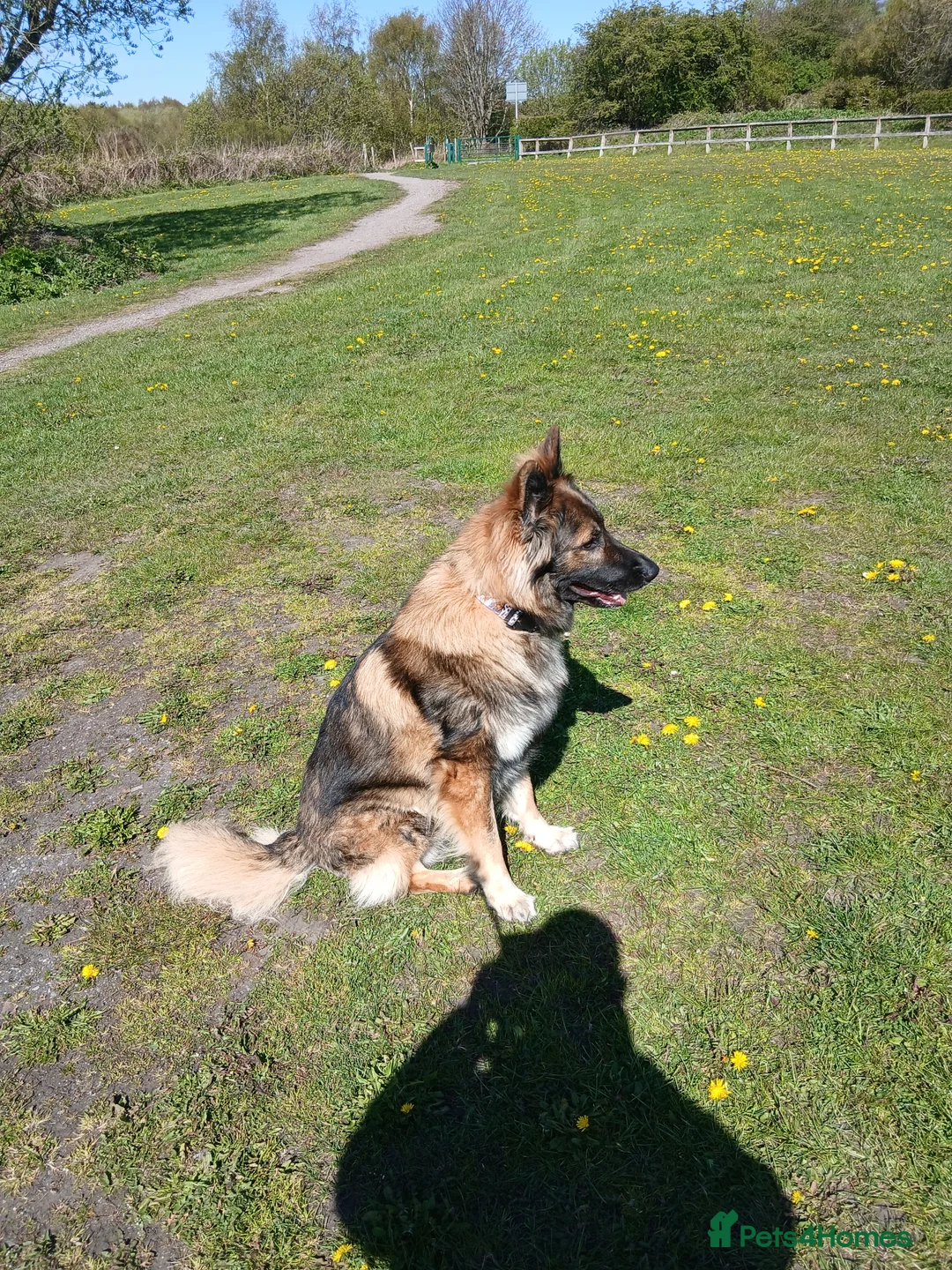 German Shepherd dogs for stud: For stud only  - Advert 2