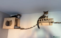 Mixed Breed cats for sale: Rehoming Bonded Cats – ****** - Image 4