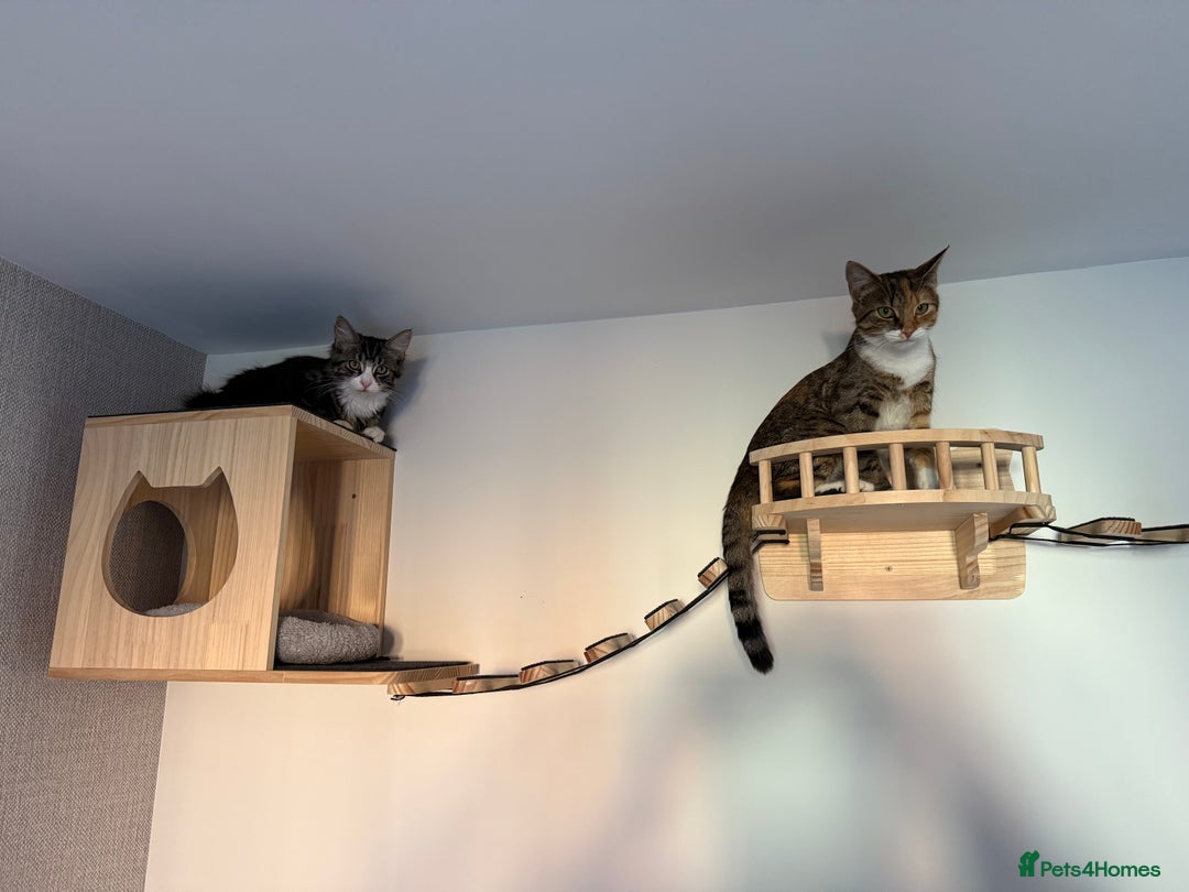 Mixed Breed cats for sale: Rehoming Bonded Cats – ****** - Image 4