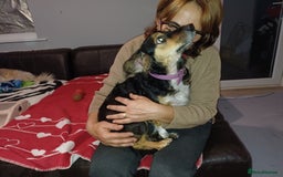 Mixed Breed dogs for adoption: Meet Sweet KATIA !  She needs a new Loving HOME... - Image 5