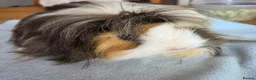Guinea Pig rodents for sale: 💎 2 Adorable Males 🐷💎 - Advert 6